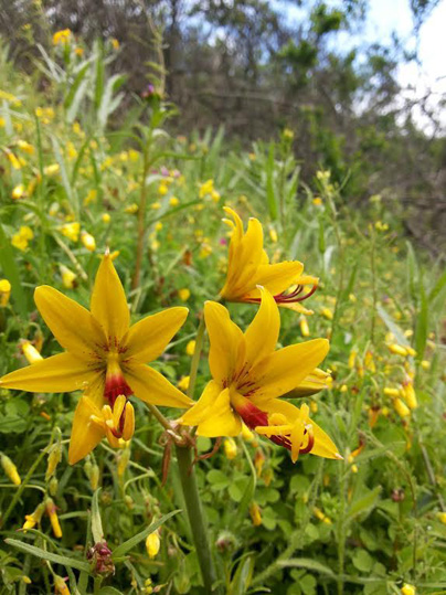 Placea lutea